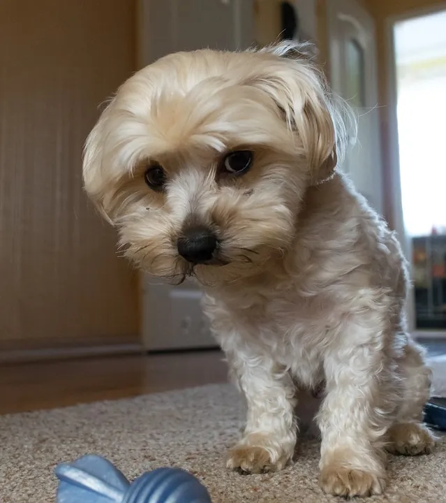 Tenants with Pets Are More Likely to Renew a Lease
